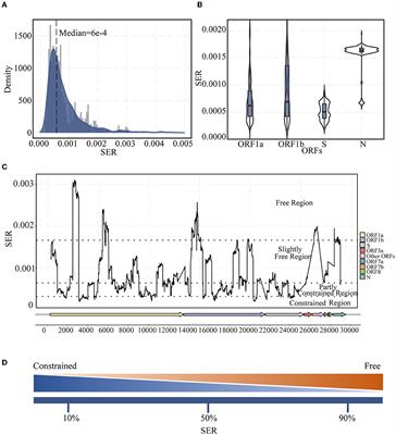 Variation in synonymous evolutionary rates in the SARS-CoV-2 genome